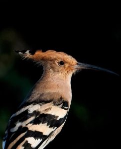 IMG_6979